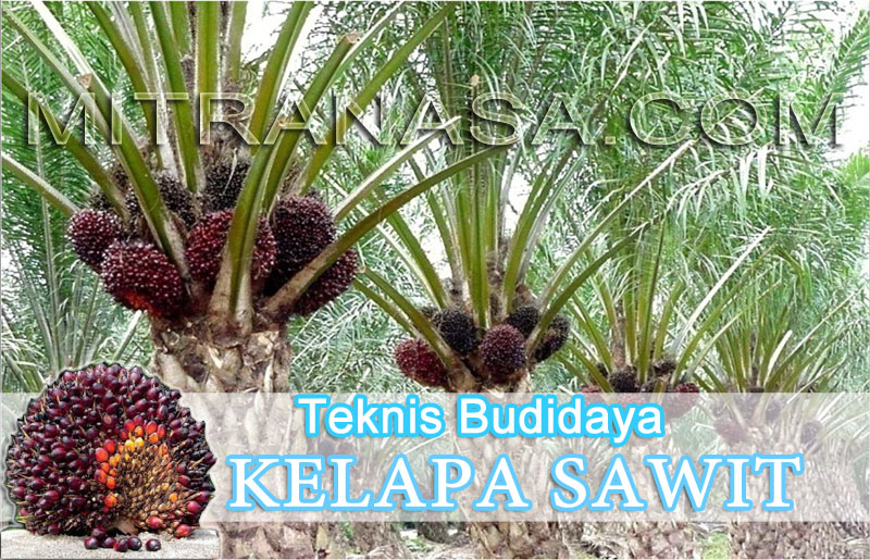 Teknik Sukses Budidaya Kelapa Sawit