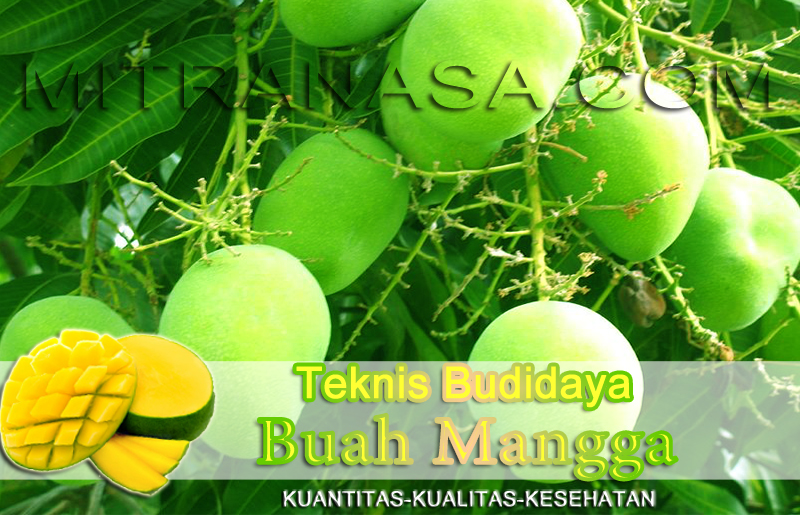 Teknis Budidaya Buah Mangga