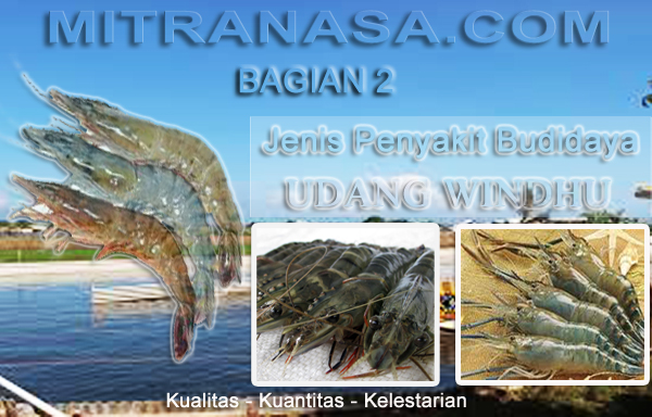 Jenis Penyakit Budidaya Udang Windu