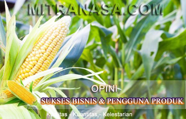 Hasil Panen 3 Kali Lipat