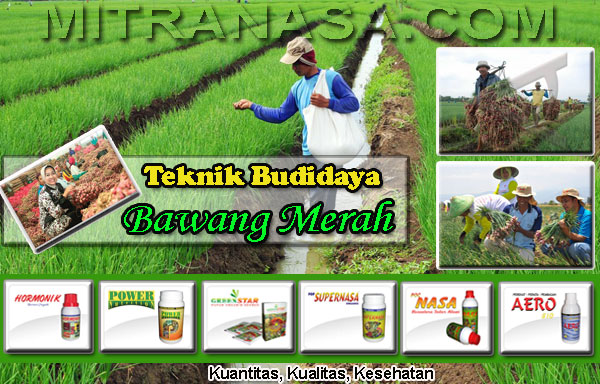 Budidaya Bawang Merah Organik