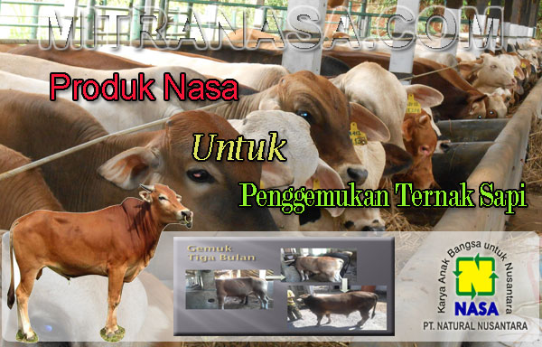 Produk Nasa Untuk Penggemukan Sapi