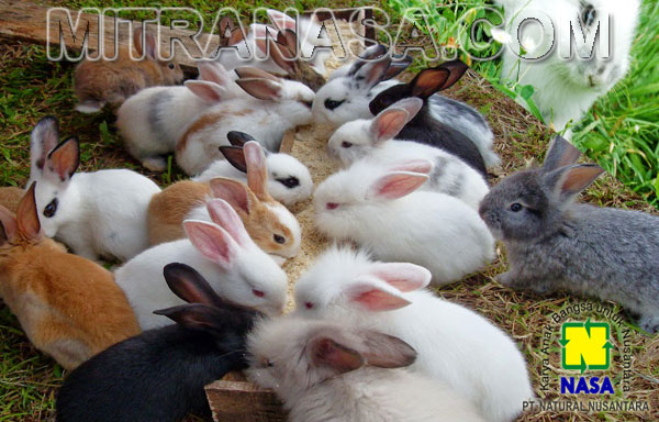 Produk Nasa Untuk Ternak Kelinci