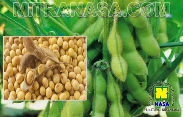 Produk Nasa Untuk Budidaya Tanaman Kedelai