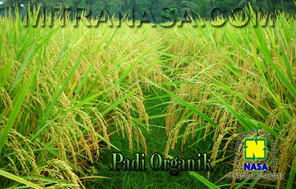 Produk Organik Nasa Untuk Budidaya Tanaman Padi