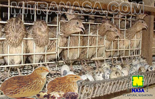 Produk Nasa Untuk Ternak Burung Puyuh