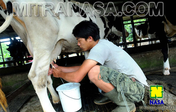 Produk Nasa Untuk Budidaya Sapi Perah