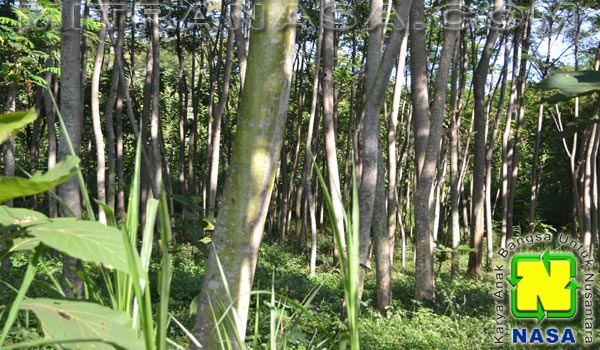 Kesaksian Budidaya Tanaman Albasia