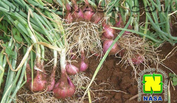 Kesaksian Budidaya Tanaman Bawang Merah