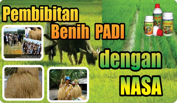 Membuat Benih Padi Unggul Ber-Teknologi Organik Nasa