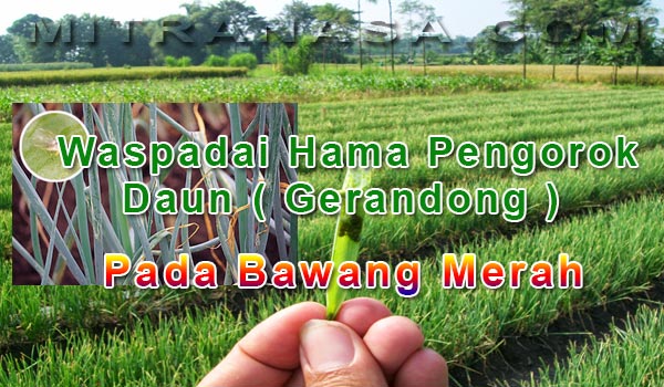 Waspadai Hama Pengorok Daun ( Gerandong ) Tanaman Bawang Merah