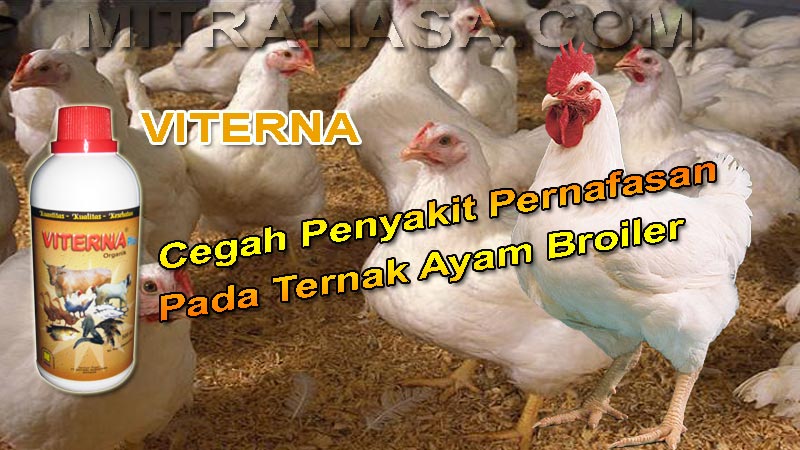 VITERNA – Cegah Penyakit Pernafasan Pada Ayam Broiler