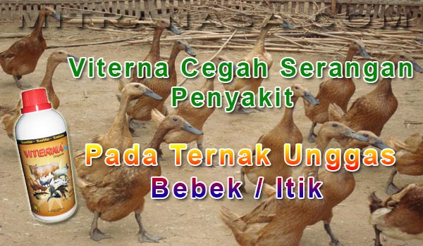 Pencegahan Serangan Penyakit Pada Ternak Unggas Bebek