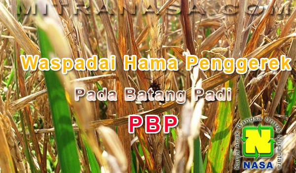 Cara Mengatasi Hama Penggerek Batang Padi (PBP)