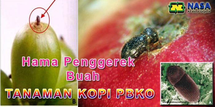 Mengatasi Hama Penggerek Buah Kopi