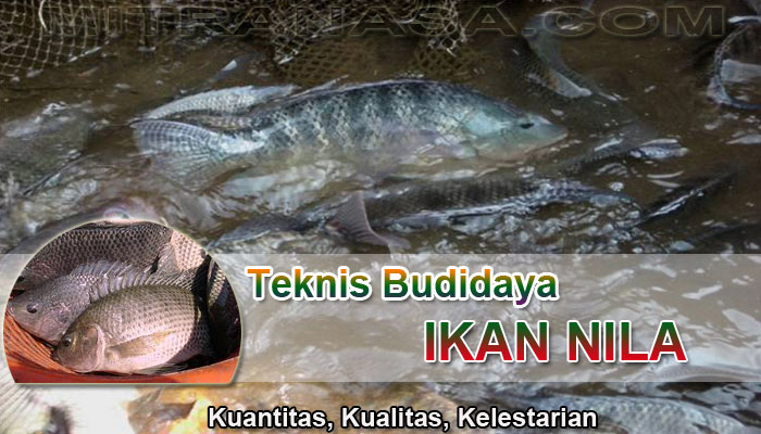 Teknis Budidaya Ikan Nila Teknologi Nasa