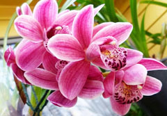 Kebun Anggrek dan Tanaman Hias dengan Produk NASA